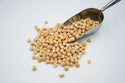 Garbanzo